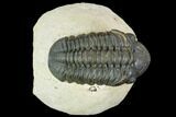 Nice, Reedops Trilobite - Atchana, Morocco #106838-2